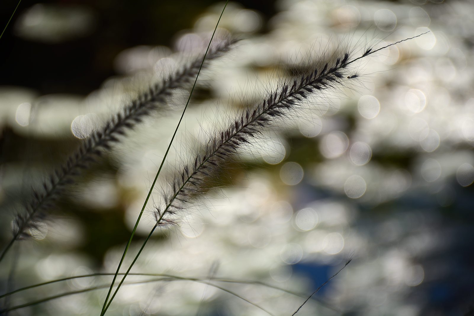 botanical garden