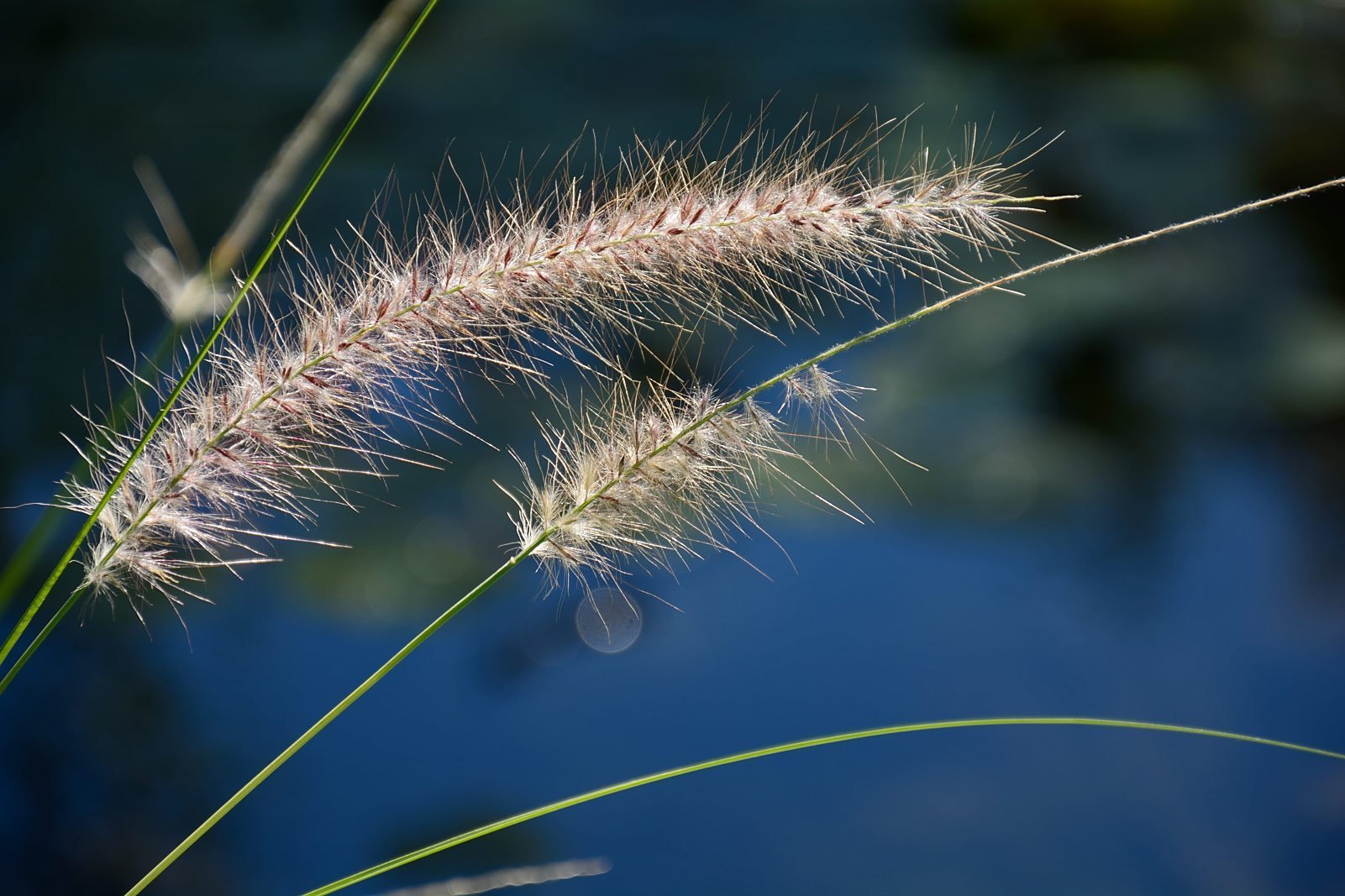 botanical garden