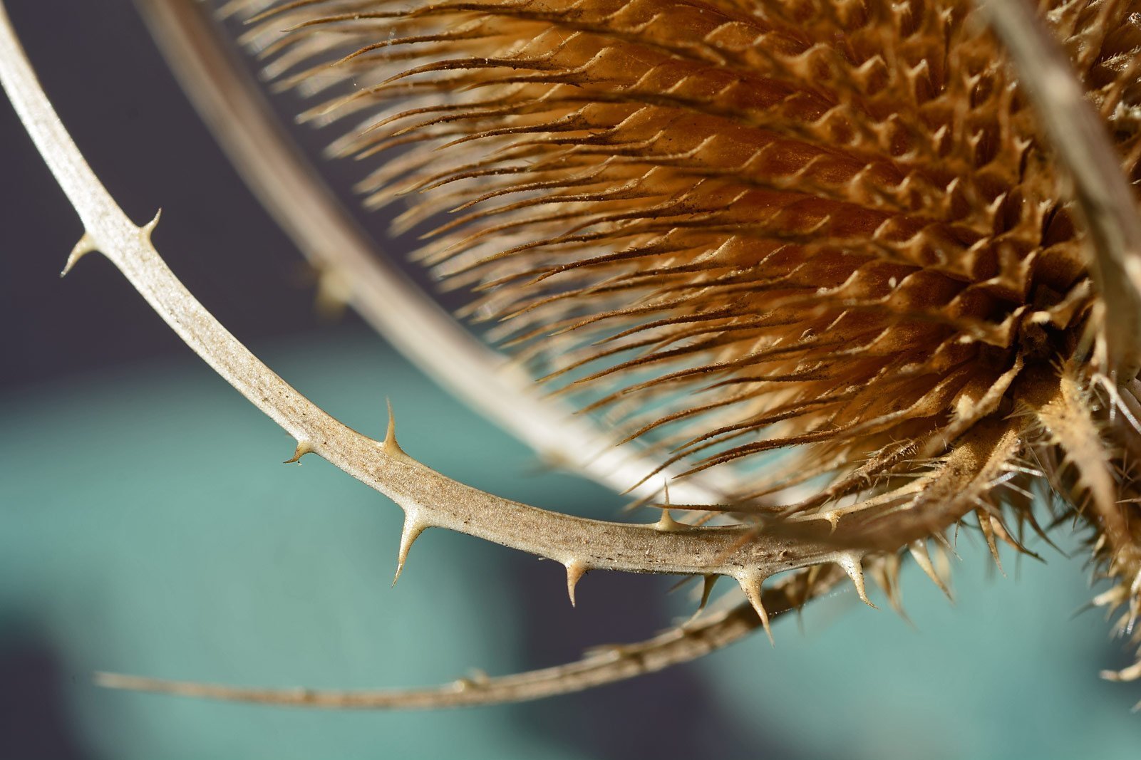 Teasel