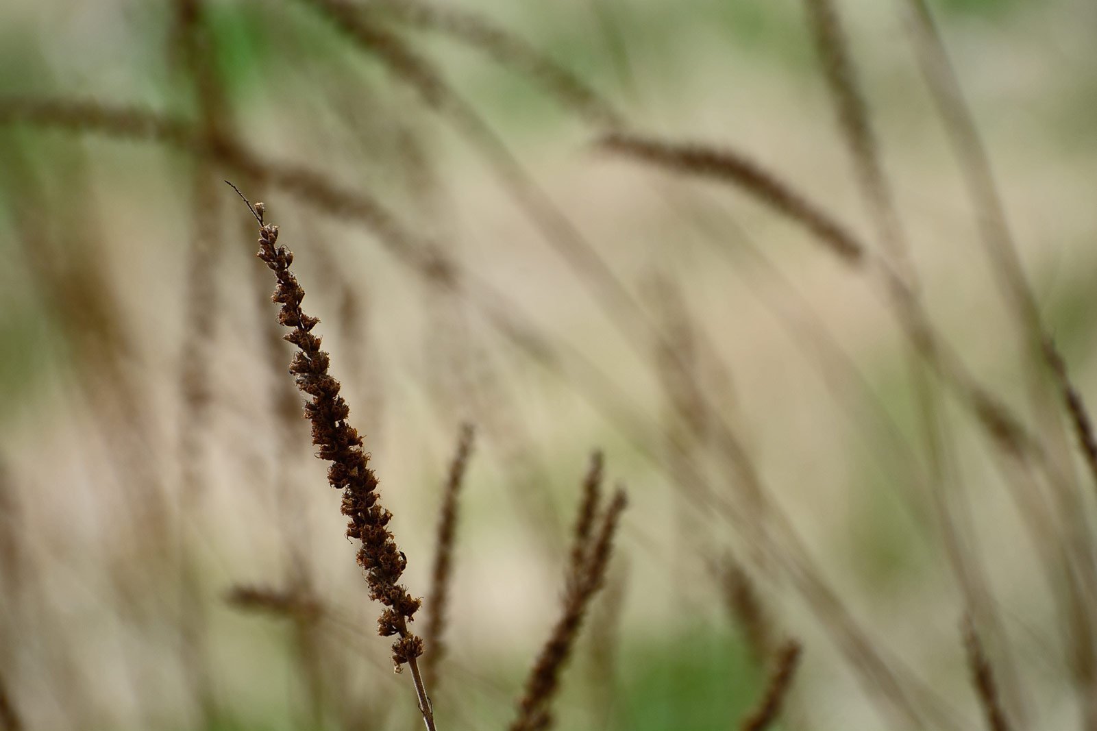 Swamp vegetation