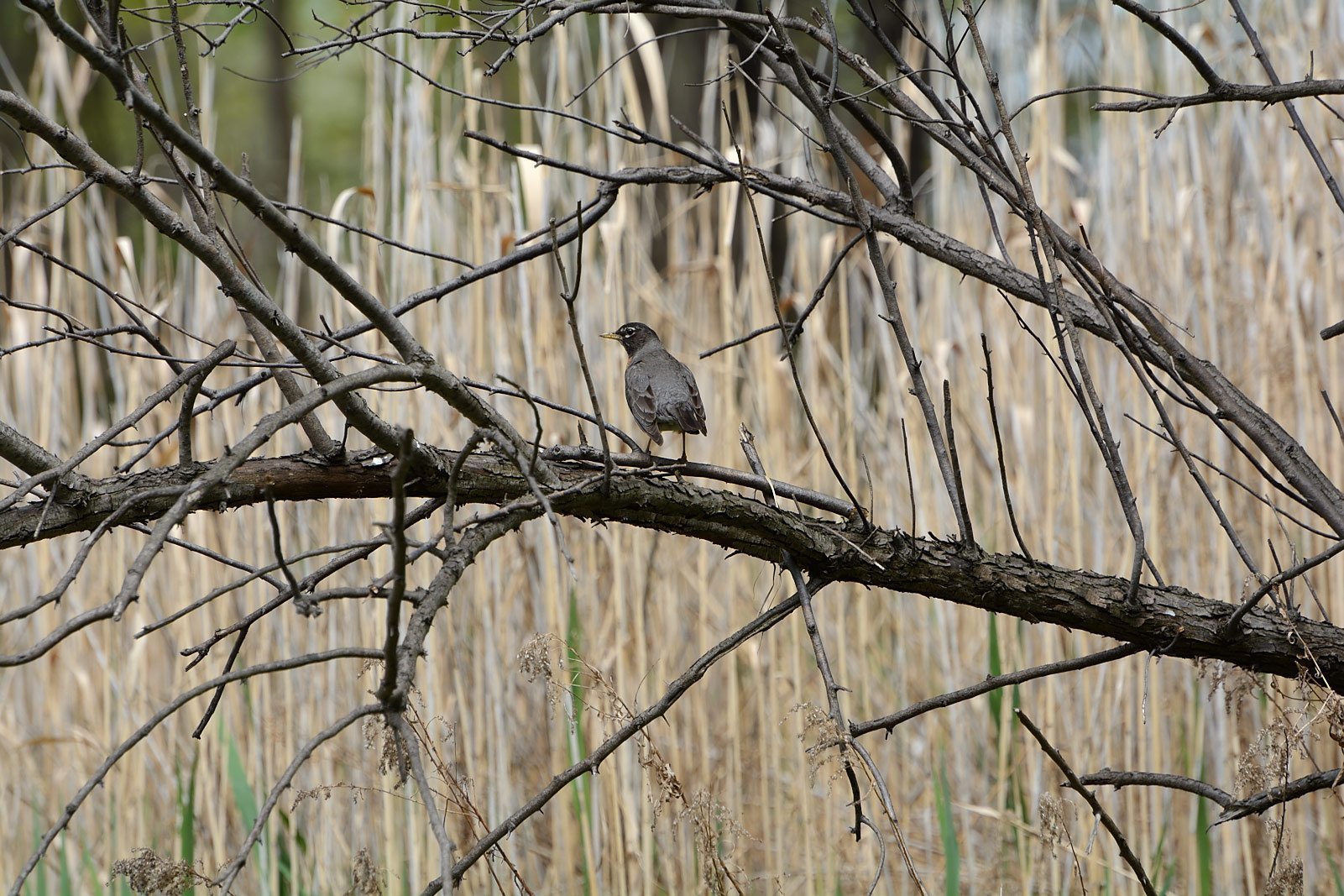 Robin by the swamp