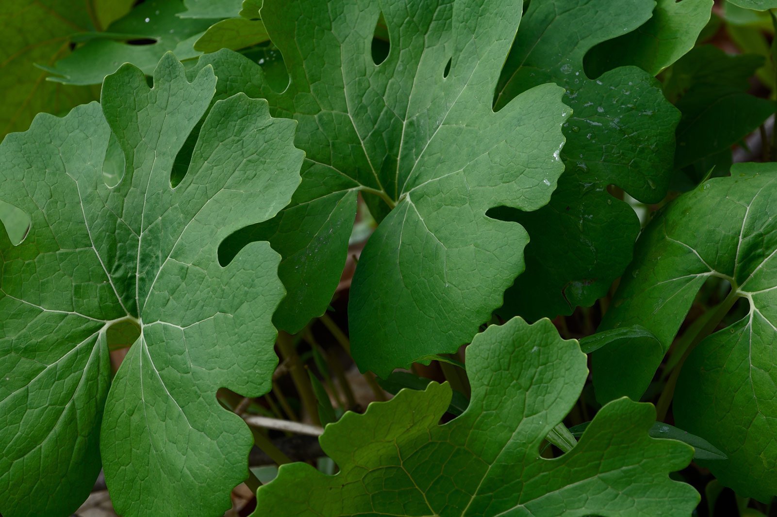 Geranium plant